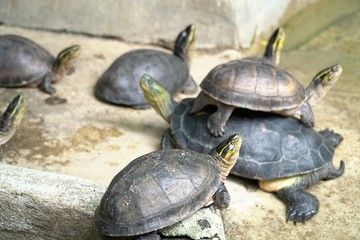 Closeup image of group small turtles stacked on top look at the sky