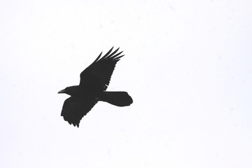 Crow Flight Dream