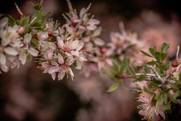 Desert Peach