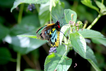 Butterfly on leaf