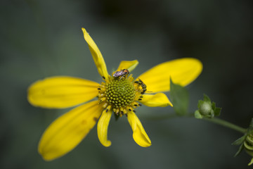 Wild daisy in the forest 