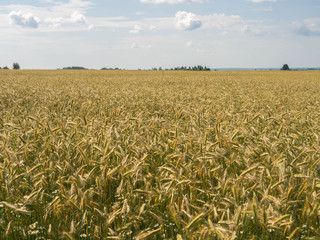 Summer Landscape with Wheat Field and Clouds, blue sky. August 2017