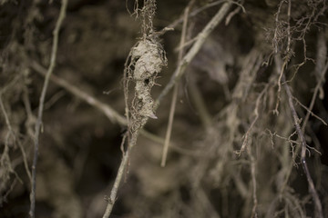Roots along the side of a creek in the woods