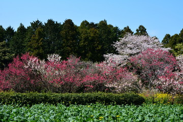 日本、千葉県、春の風景