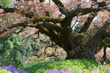 日本の千葉県の大きな山桜