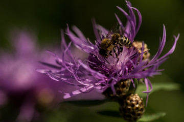 Fototapeta pszczoły na kwiecie 001 obraz