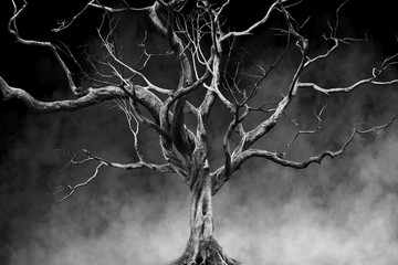 Fototapety  Stare wielkie gigantyczne drzewo samotnie na tle mgły i dymu, kolor czarno-biały