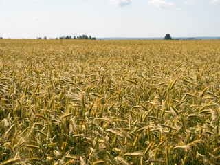 Wheat field, summer 2017. Wheat is a grass with so many important uses that it is cultivated worldwide. Not only is wheat an important crop today, it may well have influenced human history.