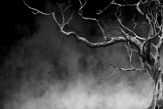 Old Big Giant Tree alone on fog and smoke background, Black and White Color