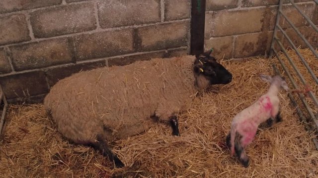 Sheep ewe licks her lamb after giving birth in barn, she does this in order to claim it as her own and form the bond a perant has with their offspring.