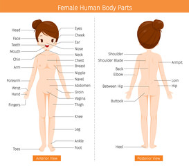Female Human Anatomy, External Organs Body, Physiology, Structure, Medical Profession, Morphology, Healthy
