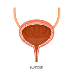 Cross Section Of Bladder, Human Internal Organ Diagram, Physiology, Structure, Medical Profession, Morphology, Healthy