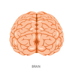 Brain, Human Internal Organ Diagram, Physiology, Structure, Medical Profession, Morphology, Healthy