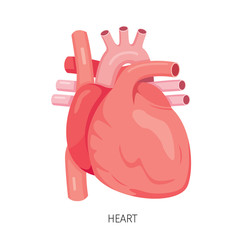 Heart, Human Internal Organ Diagram, Physiology, Structure, Medical Profession, Morphology, Healthy