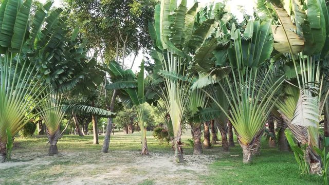 Ravenala in tropical park stock footage video