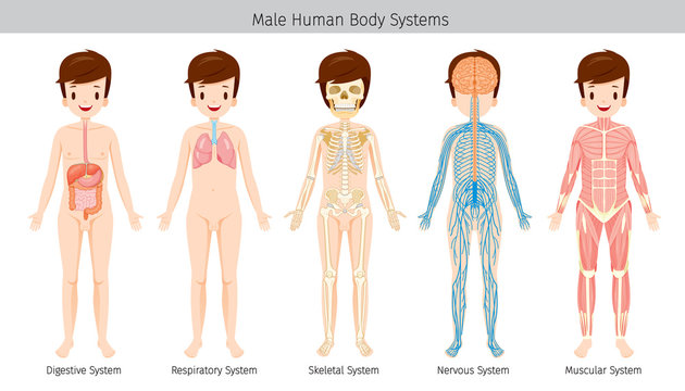 Male Human Anatomy, Body Systems, Physiology, Structure, Medical Profession, Morphology, Healthy