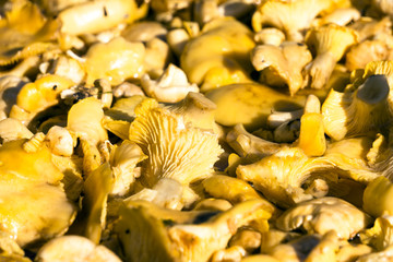 Raw fresh chanterelle mushroom background. Cantharellus cibarius or girolle fungus