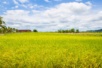 Paddy fields,thailand