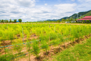 Fruit and Vegetable backyard Thailand