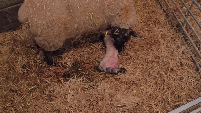 Sheep ewe licks her lamb after giving birth in barn, she does this in order to claim it as her own and form the bond a perant has with their offspring.
