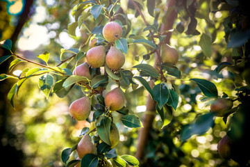 Red-green pears ripen in the summer in the garden