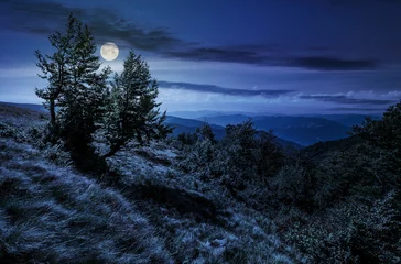 Foto op Canvas forest on a mountain slope at night © Pellinni