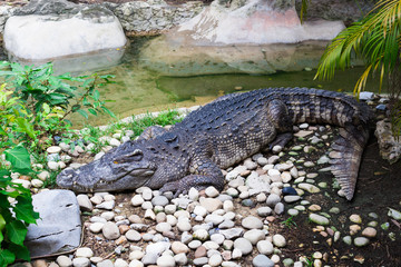 Crocodile Farm : 動物・クロコダイル・ワニ