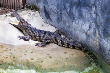 Crocodile Farm : 動物・クロコダイル・ワニ