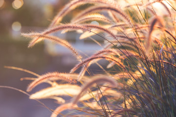 Grass flower at sunset, soft focus