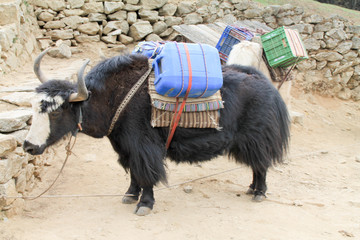 Yak carrying supplies up everest basecamp trail