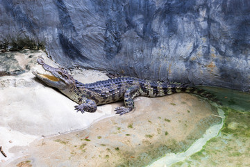 Crocodile Farm : 動物・クロコダイル・ワニ