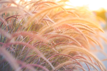 Grass flower at sunset, soft focus