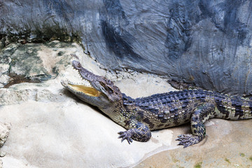 Crocodile Farm : 動物・クロコダイル・ワニ