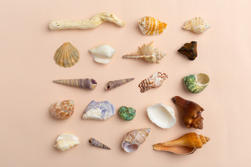 seashells on a bright background