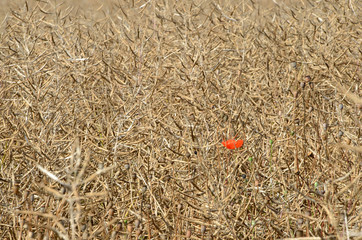 Ripe rape field with a single red poppy flower.
