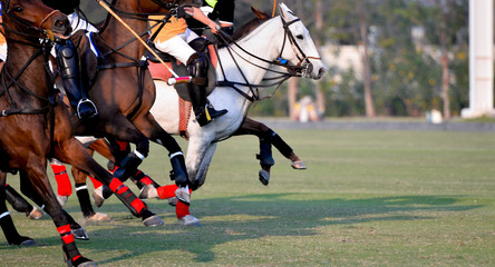 Many Horse Run In Polo Match.