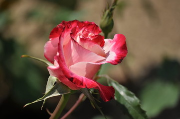 開きかけのダブルデライト