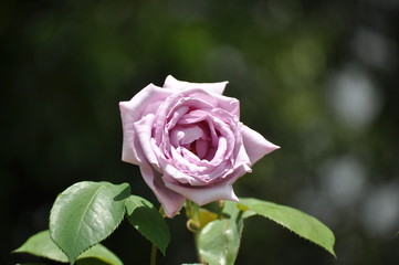 つるブルームーン