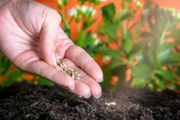 Woman's hand planting a seeds in soil. Concept of  healthy lifestyle Close up