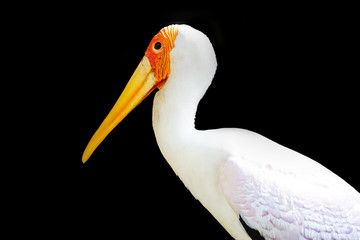 yellow billed-stork isolated on black background