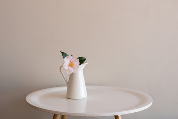 Small pale pink camellia in white jug on round table against neutral wall background