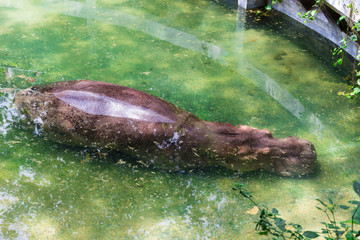 Fototapeta premium Hippopotamus : カバ・かば・ヒポ