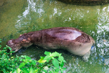 Hippopotamus : カバ・かば・ヒポ