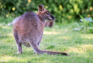 Portrait of kangaroo in national park.