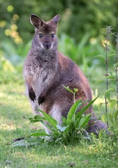 Crédence de cuisine en verre imprimé Kangourou Portrait of kangaroo in national park.