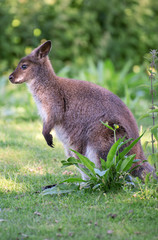 Portrait of kangaroo in national park.