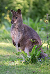 Portrait of kangaroo in national park.