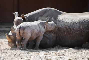 Newborn rhinoceros and his mother in the zoo.