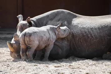 Papier Peint photo autocollant Rhinocéros Rhinocéros nouveau-né et sa mère au zoo.