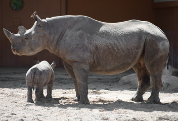 Obraz premium Newborn rhinoceros and his mother in the zoo.